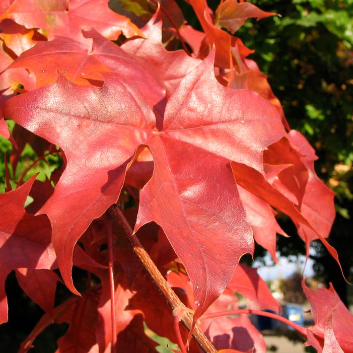 PACIFIC SUNSET® MAPLE