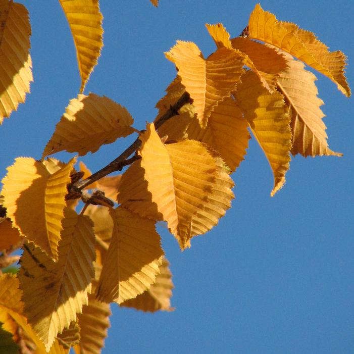 EMERALD AVENUE® EUROPEAN HORNBEAM