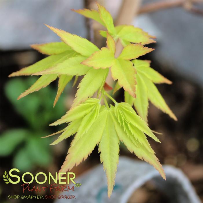 YELLOW CASCADE DWARF WEEPING JAPANESE MAPLE