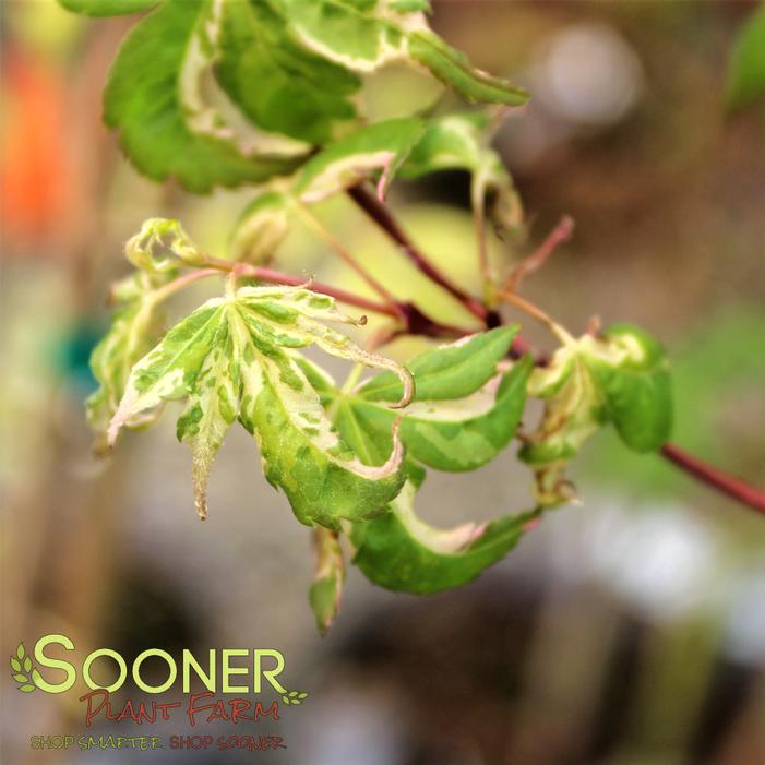 ASAHI ZURU JAPANESE MAPLE