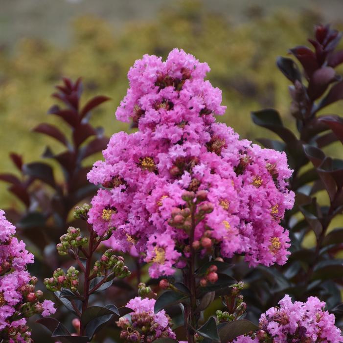 BARISTA® SWEET MACCHIATO CRAPEMYRTLE