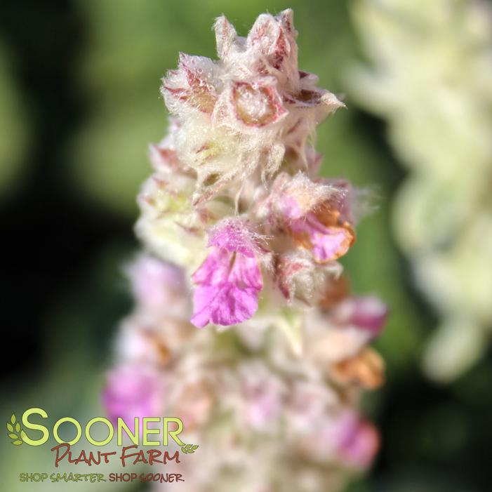 Image property of Sooner Plant Farm, Inc.
