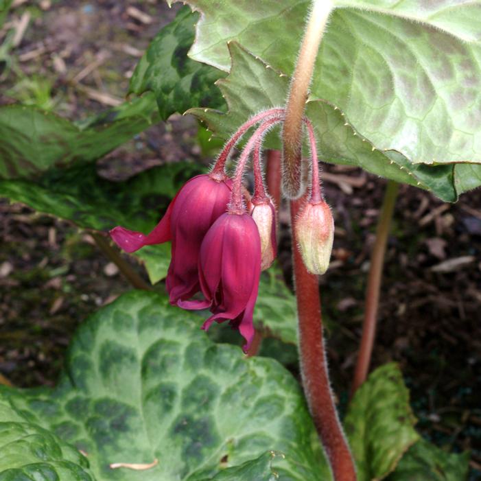 SPOTTY DOTTY MAYAPPLE