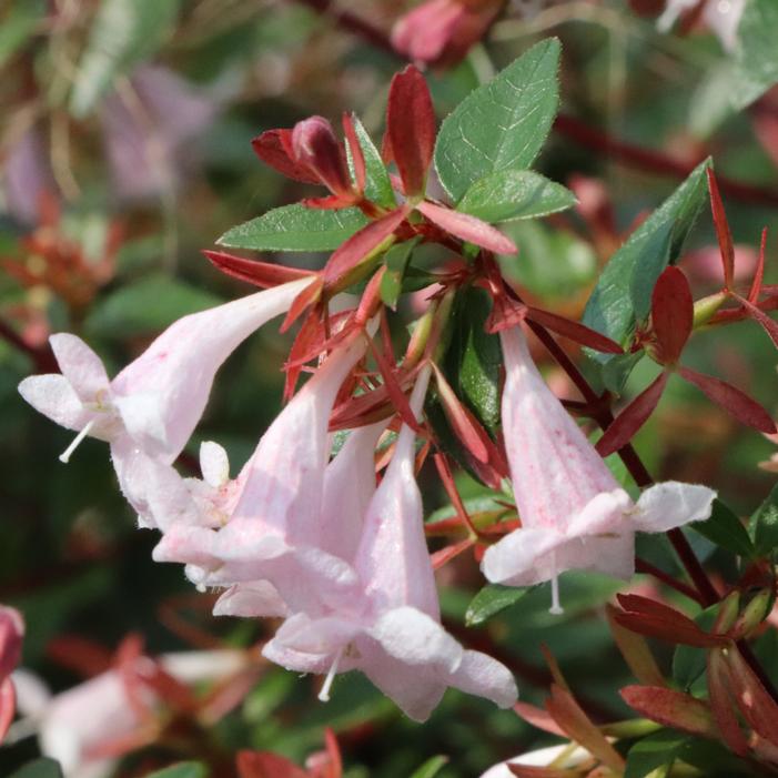 PINK PIÑATA™ ABELIA