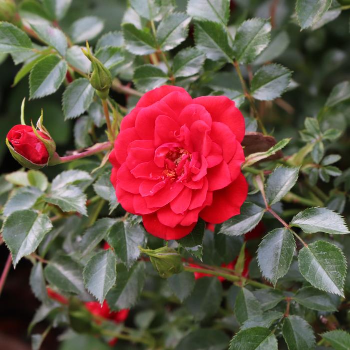 OSO EASY® PATHFINDER™ RED ROSE