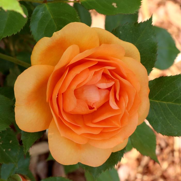 REMINISCENT® GINGER ROSE