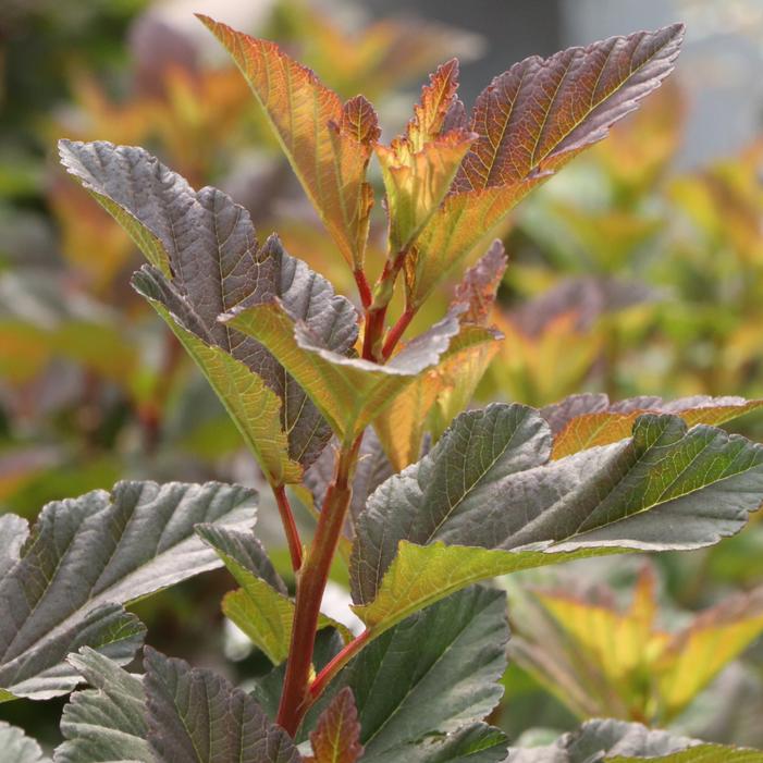 SUMMER WINE® ROSÉ NINEBARK