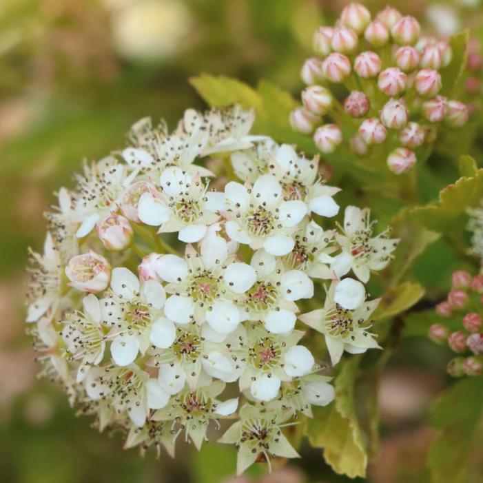 PICKLEBALL™ NINEBARK