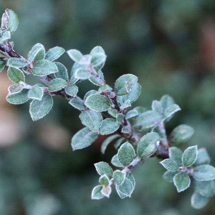 SILVERSTONE™ COTONEASTER
