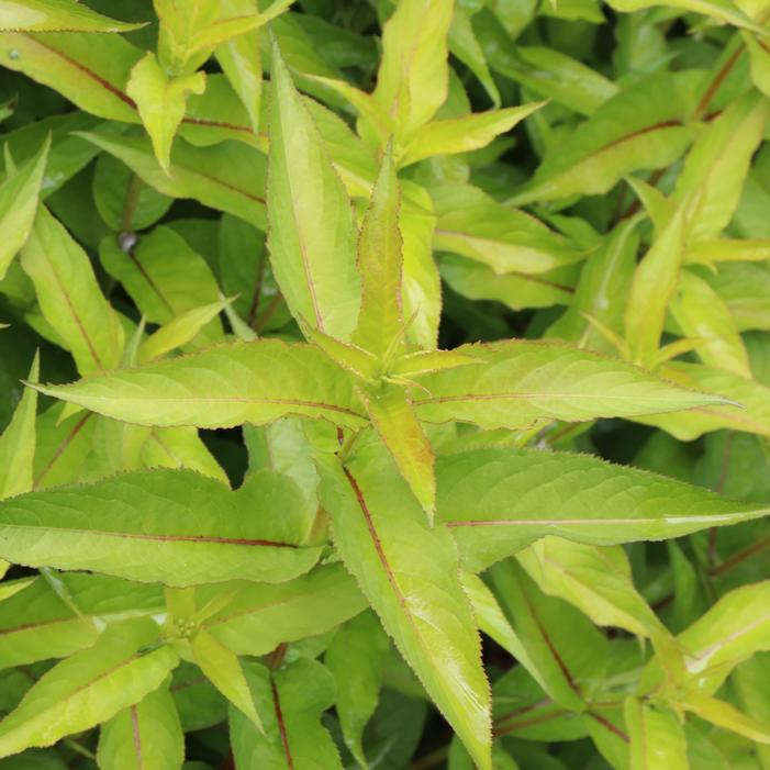 KODIAK® GREEN BUSH HONEYSUCKLE