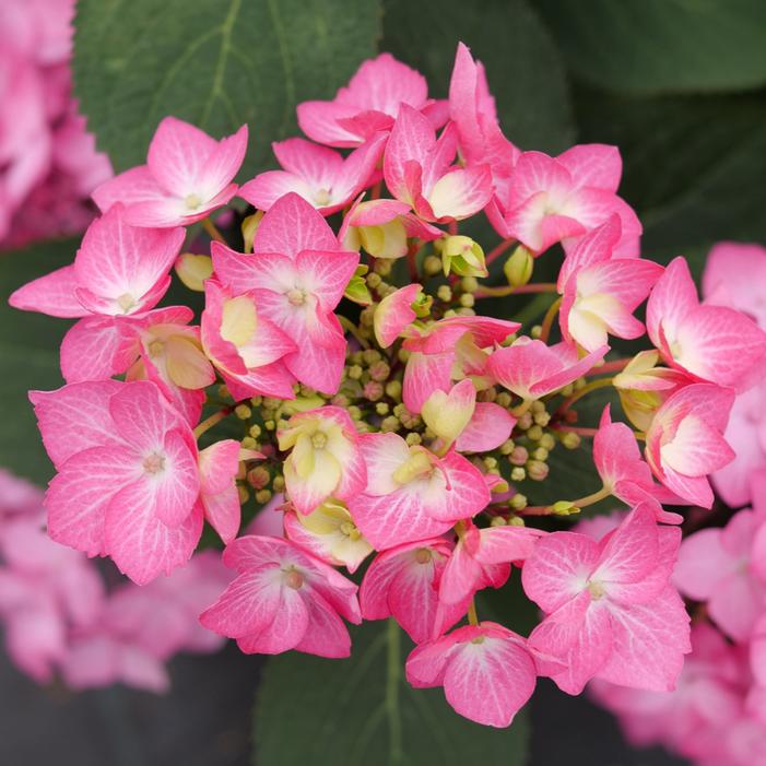 LET'S DANCE HOT STEPPER™ HYDRANGEA