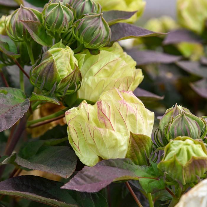 SUMMERIFIC® COCONUT CREAM HARDY HIBISCUS