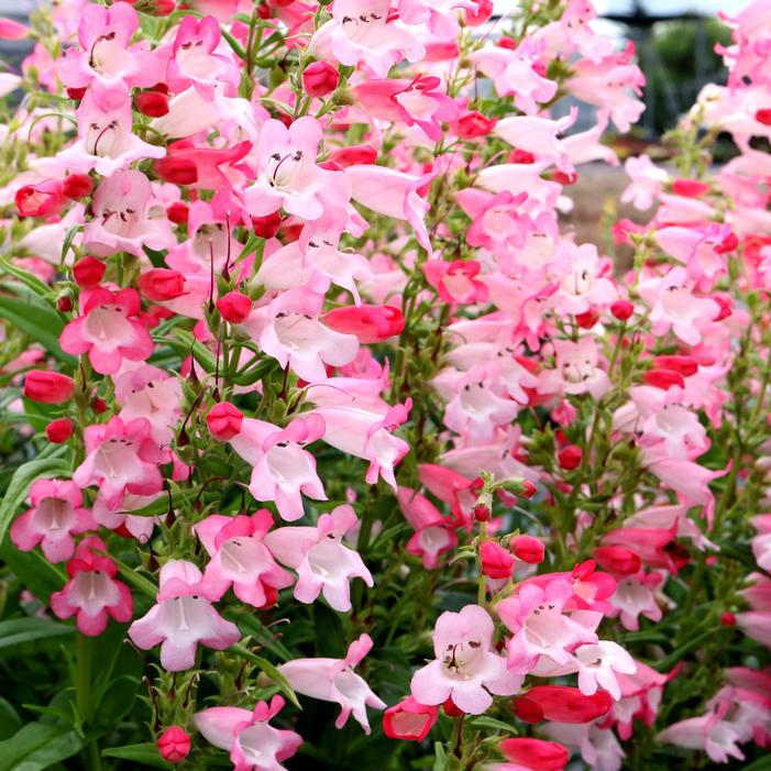 FLOCK OF FLAMINGOS BEARDTONGUE