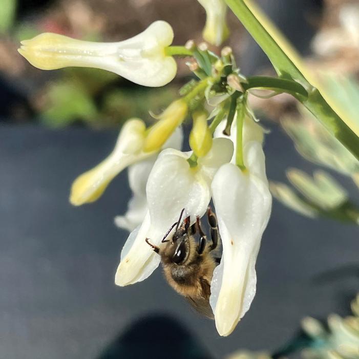 AMORE™ TITANIUM BLEEDING HEART