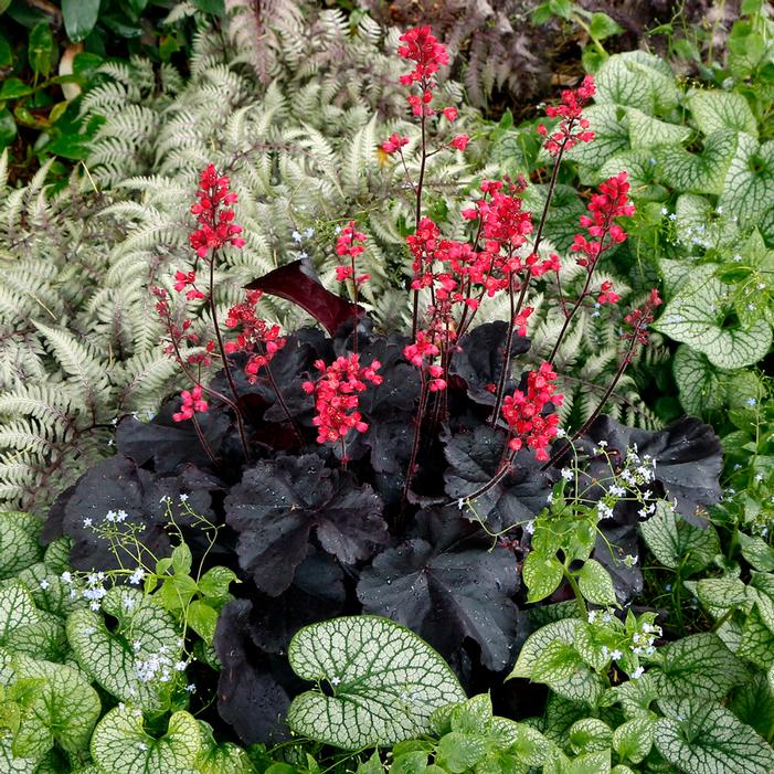 BLACK FOREST CAKE CORAL BELLS