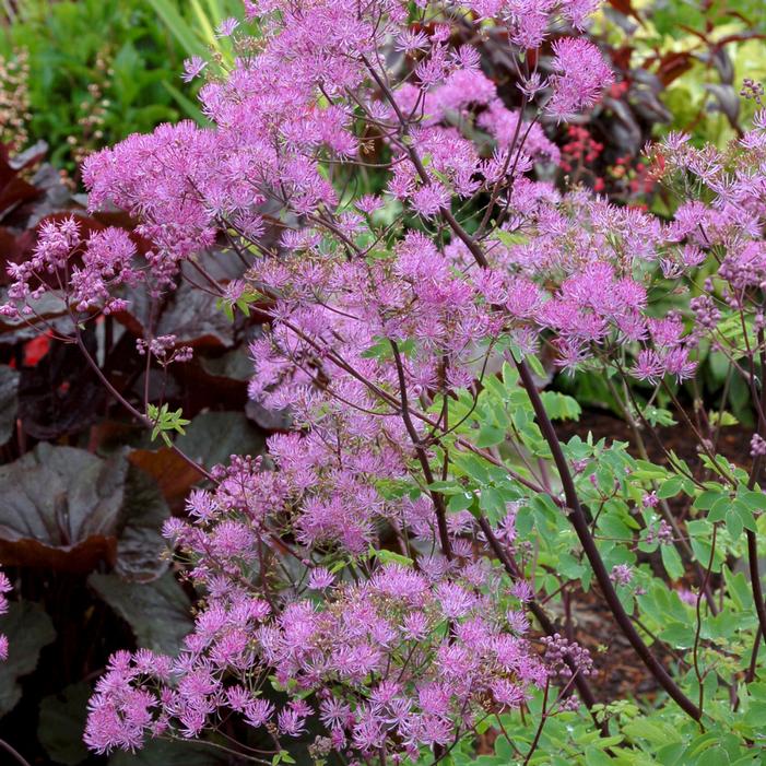 BLACK STOCKINGS MEADOW RUE