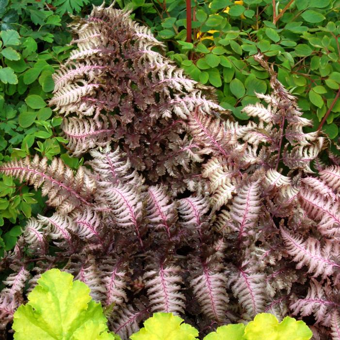 BURGUNDY LACE JAPANESE PAINTED FERN