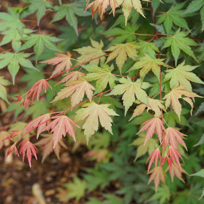 HOT CHANA® JAPANESE MAPLE