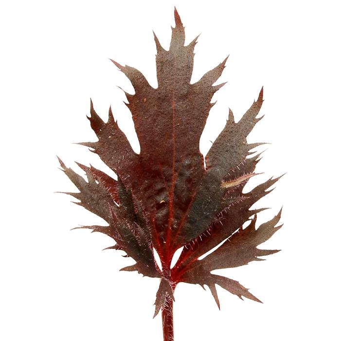 Heuchera sanguinea 'Spinel'