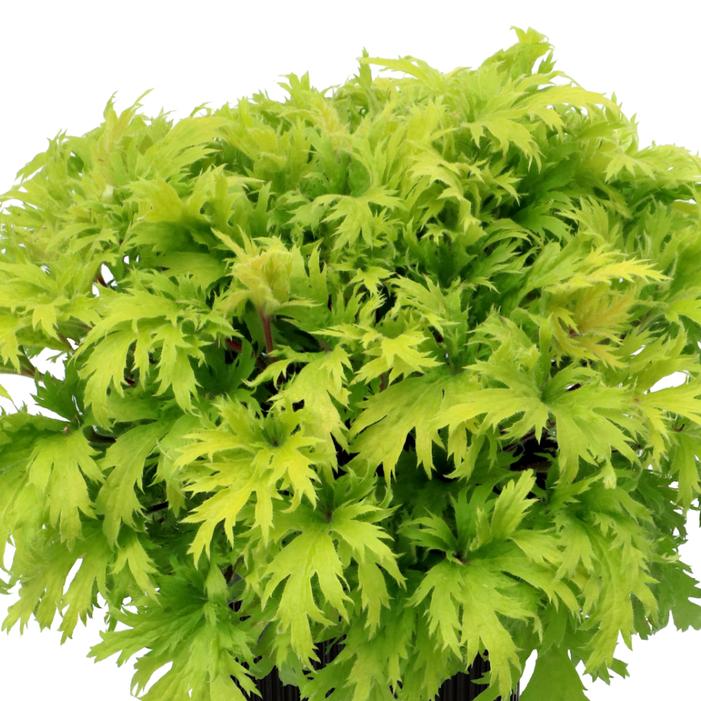Heuchera villosa 'Heliodor'