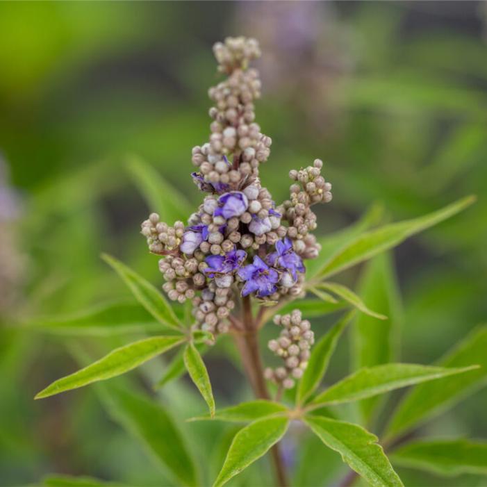 Vitex agnus-castus 'Bailtexfour'