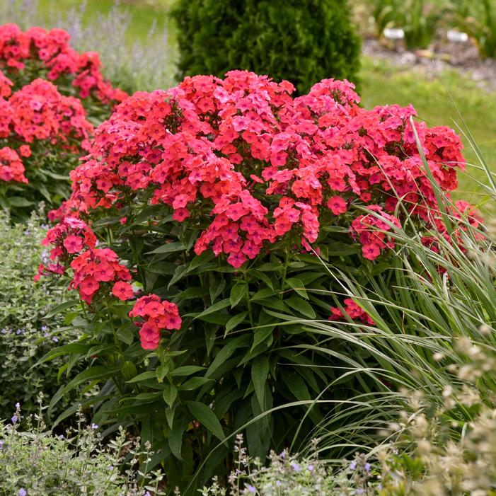 Phlox paniculata 'Sunset Coral'