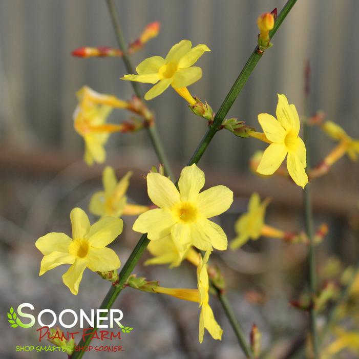 WINTER JASMINE