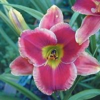 FIRE AND FOG DAYLILY