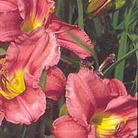 ROSY RETURNS DAYLILY