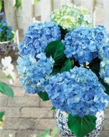 FOREVER & EVER® BLUE HEAVEN HYRDRANGEA