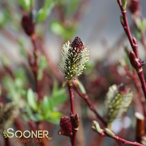 BLACK PUSSY WILLOW