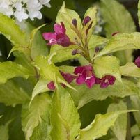 SONIC BLOOM® GHOST® WEIGELA