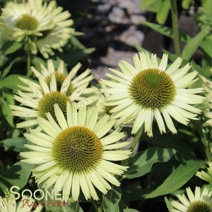 GREEN JEWEL CONEFLOWER