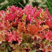 MARMALADE CORAL BELLS