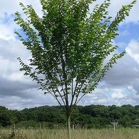 PRINCETON ELM