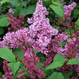 REDWINE LILAC