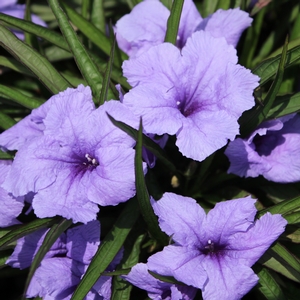 KATIE PURPLE DWARF MEXICAN PETUNIA