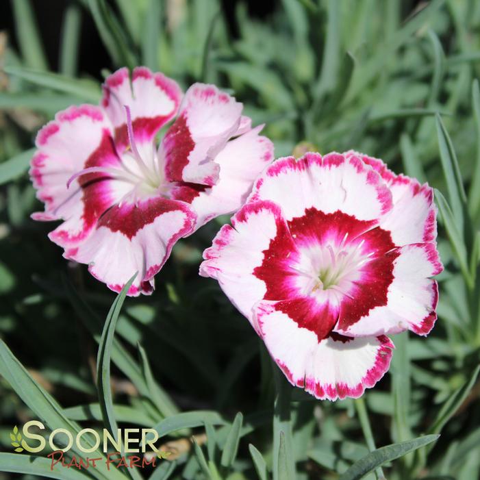 RASPBERRY SWIRL DIANTHUS