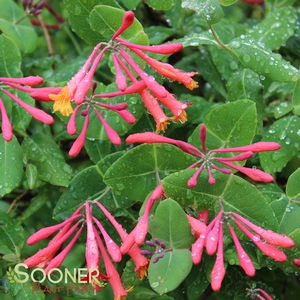 ARNOLD'S RED HONEYSUCKLE