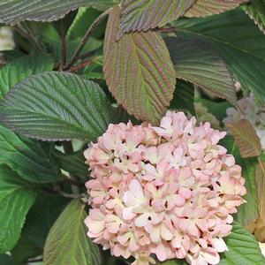 MARY MILTON VIBURNUM