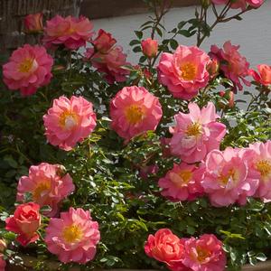 OSO EASY® STRAWBERRY CRUSH ROSE