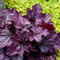 PLUM ROYALE CORAL BELLS