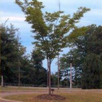 GREEN VASE ZELKOVA