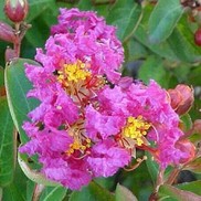 ROYALTY CRAPEMYRTLE