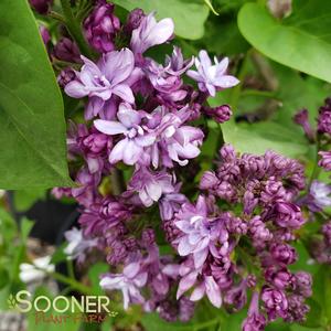 ROYAL PURPLE LILAC