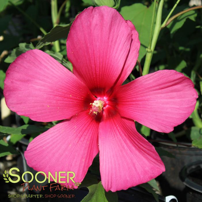 Hibiscus x 'Moy Grande'