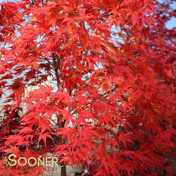 TIGER ROSE UPRIGHT JAPANESE MAPLE