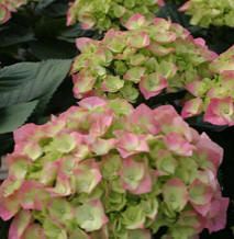 CITYLINE® BERLIN HYDRANGEA