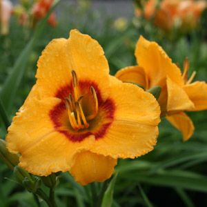 KOKOMO SUNSET™ KOKOMO™ DAYLILY