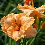 BERMUDA PEACH™ KOKOMO™ DAYLILY